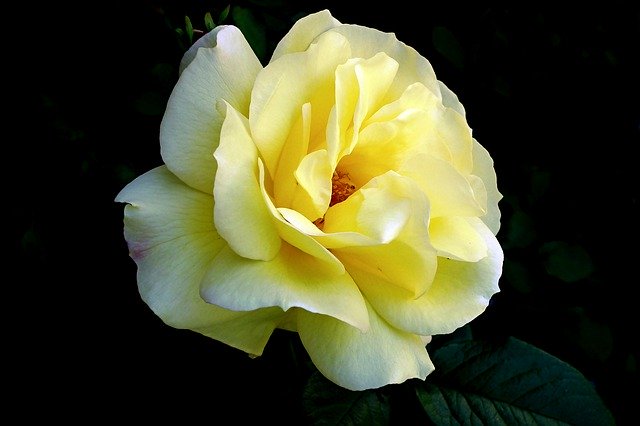 Free download Rose Flower The Petals -  free photo or picture to be edited with GIMP online image editor