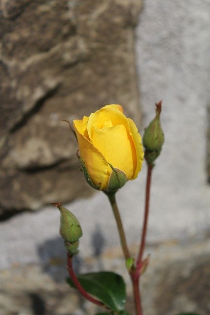 Muat turun percuma Rose Flower Yellow - foto atau gambar percuma untuk diedit dengan editor imej dalam talian GIMP