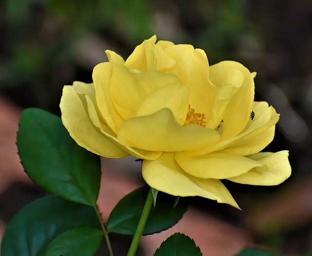 Free download rose flower yellow rose insect bug free picture to be edited with GIMP free online image editor