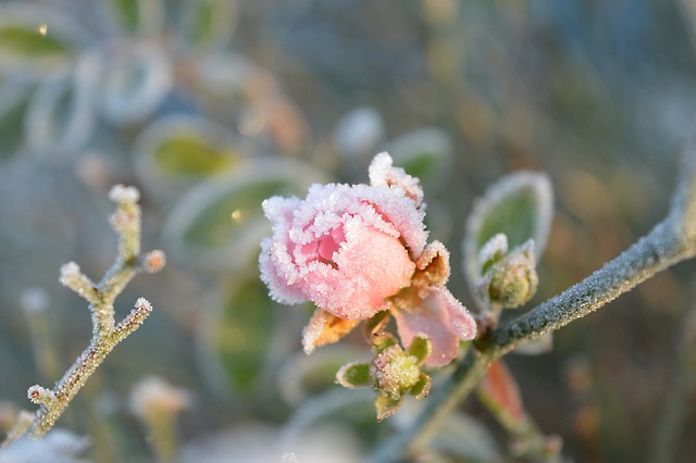 Free download rose frost frozen blossom bloom free picture to be edited with GIMP free online image editor
