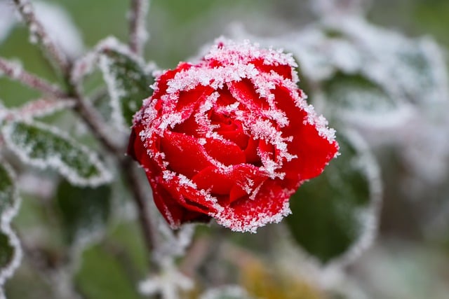 Free download rose frost frozen hoarfrost cold free picture to be edited with GIMP free online image editor