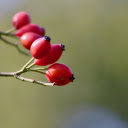 Rose fruit  screen for extension Chrome web store in OffiDocs Chromium