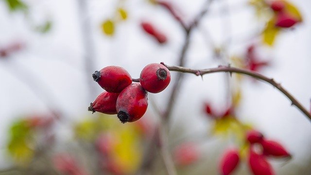 Muat turun percuma Rose Fruit In The Fall - foto atau gambar percuma untuk diedit dengan editor imej dalam talian GIMP