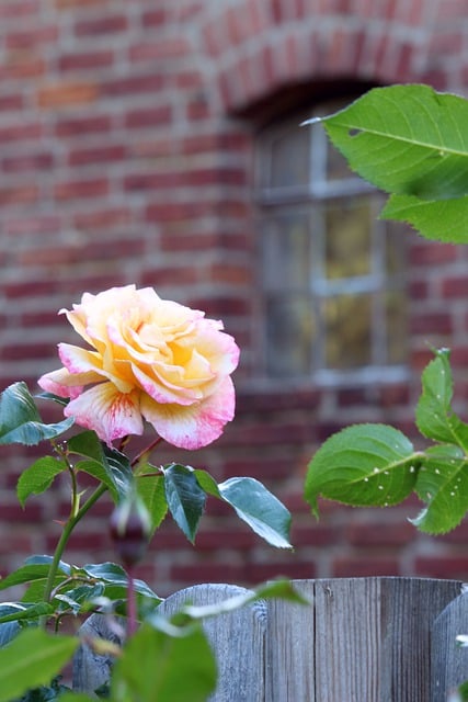 Free download rose garden cottage garden free picture to be edited with GIMP free online image editor