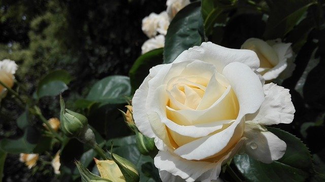 Download gratuito Rose Garden Flower - foto o immagine gratuita da modificare con l'editor di immagini online di GIMP