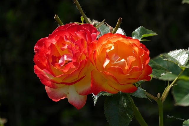 Free download rose garden flower bloom flower free picture to be edited with GIMP free online image editor