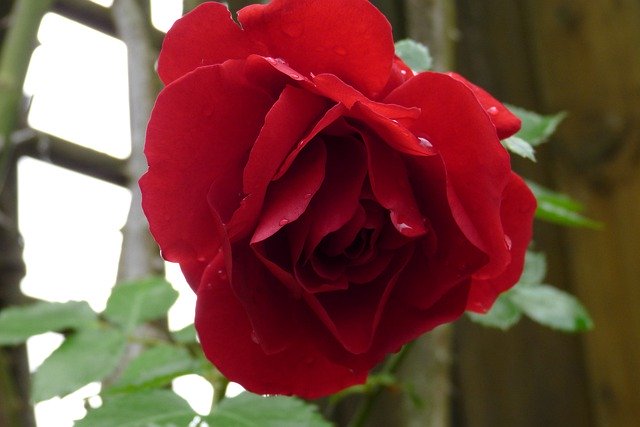Bezpłatne pobieranie Rose Garden Red - bezpłatne zdjęcie lub obraz do edycji za pomocą internetowego edytora obrazów GIMP