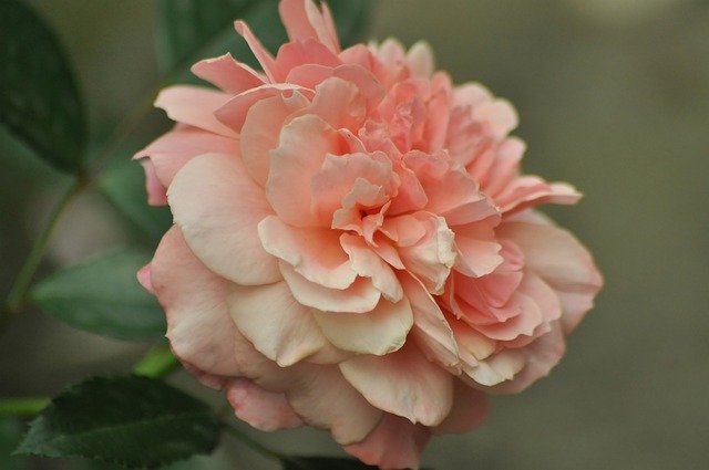 Free download Rose Gentle Flower -  free photo or picture to be edited with GIMP online image editor