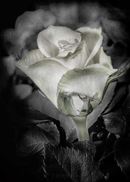 免费下载玫瑰 hdr 黑白 bw 植物免费图片可使用 GIMP 免费在线图像编辑器进行编辑