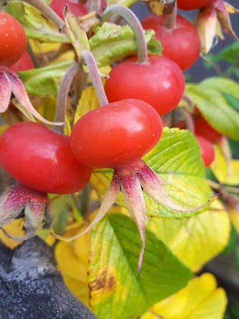 ດາວ​ໂຫຼດ​ຟຣີ Rose Hip Autumn Berry - ຮູບ​ພາບ​ຟຣີ​ຫຼື​ຮູບ​ພາບ​ທີ່​ຈະ​ໄດ້​ຮັບ​ການ​ແກ້​ໄຂ​ກັບ GIMP ອອນ​ໄລ​ນ​໌​ບັນ​ນາ​ທິ​ການ​ຮູບ​ພາບ