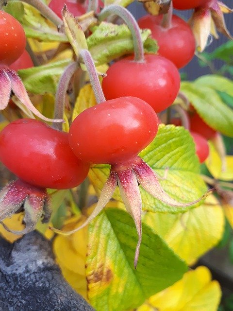 Unduh gratis Rose Hip Autumn Berry - foto atau gambar gratis untuk diedit dengan editor gambar online GIMP