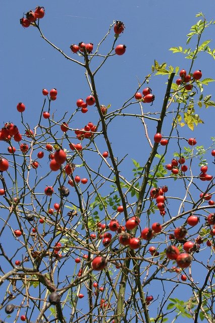 Free download Rose Hip Autumn Branch -  free photo or picture to be edited with GIMP online image editor