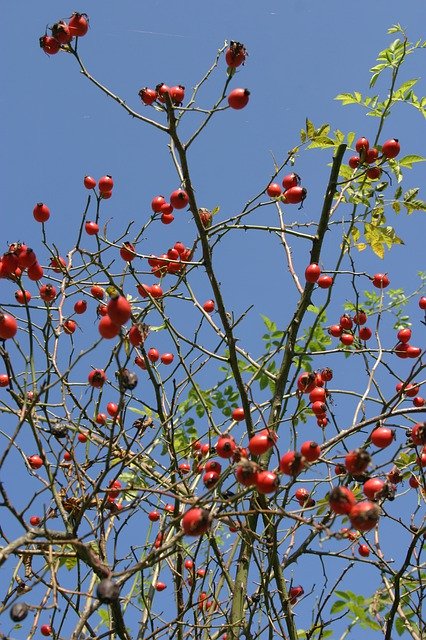 Free download Rose Hip Autumn Branch -  free photo or picture to be edited with GIMP online image editor