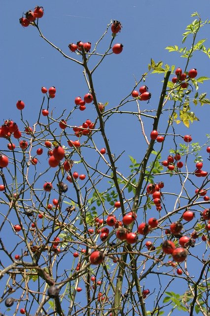 Descărcare gratuită Rose Hip Autumn Branch - fotografie sau imagini gratuite pentru a fi editate cu editorul de imagini online GIMP