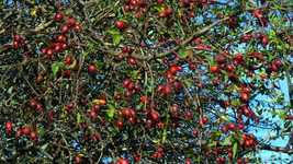Free download Rose Hip Bush Brown -  free video to be edited with OpenShot online video editor