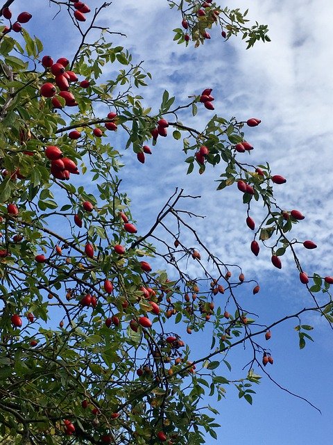 Free download rose hip bush heaven sleep thorn free picture to be edited with GIMP free online image editor