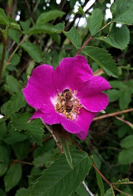 Téléchargement gratuit Rose Hip Flower Plant - photo ou image gratuite à éditer avec l'éditeur d'images en ligne GIMP