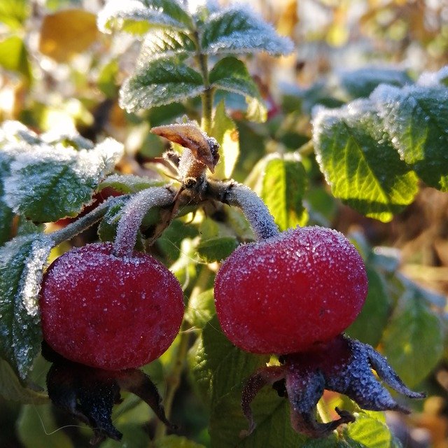 Free download Rose Hip Frost Winter -  free photo or picture to be edited with GIMP online image editor