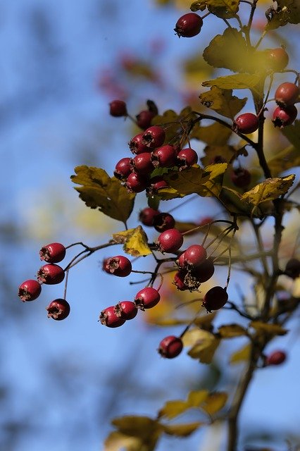 Free download Rose Hip Fruit Bush -  free photo or picture to be edited with GIMP online image editor