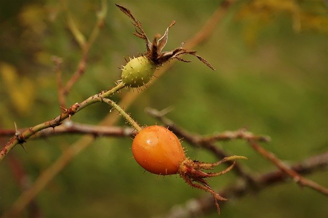 Free graphic rose hip fruit bush nature fall to be edited by GIMP free image editor by OffiDocs