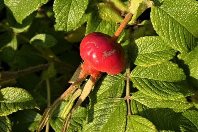Free download rosehip fruit plant leaves autumn free picture to be edited with GIMP free online image editor