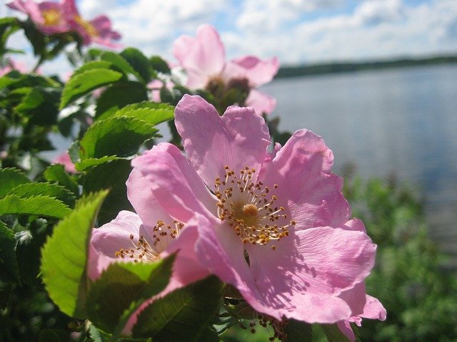 Téléchargement gratuit de Rose Hip Lake Pink - photo ou image gratuite à éditer avec l'éditeur d'images en ligne GIMP