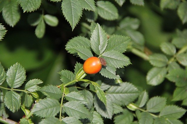 Téléchargement gratuit de Rose Hip Leaves Nature - photo ou image gratuite à éditer avec l'éditeur d'images en ligne GIMP