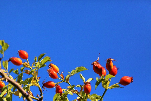 Free download Rosehip Nature Red -  free free photo or picture to be edited with GIMP online image editor