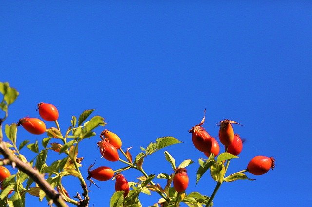 무료 다운로드 Rosehip Nature Red - 무료 무료 사진 또는 GIMP 온라인 이미지 편집기로 편집할 수 있는 사진