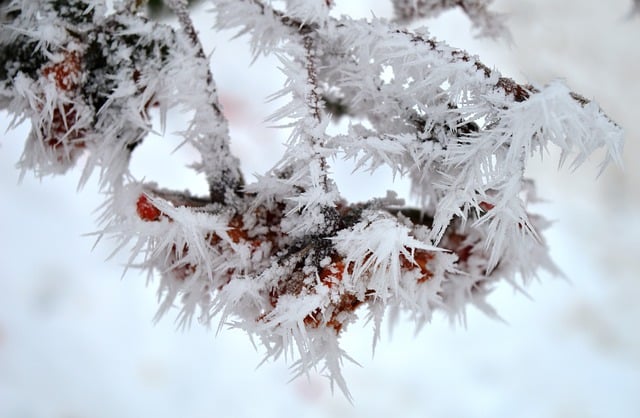 Free download rose hip plant cold snow frost free picture to be edited with GIMP free online image editor