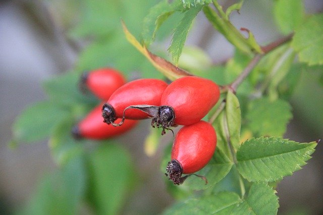 Free picture Rose Hip Red Autumn -  to be edited by GIMP free image editor by OffiDocs