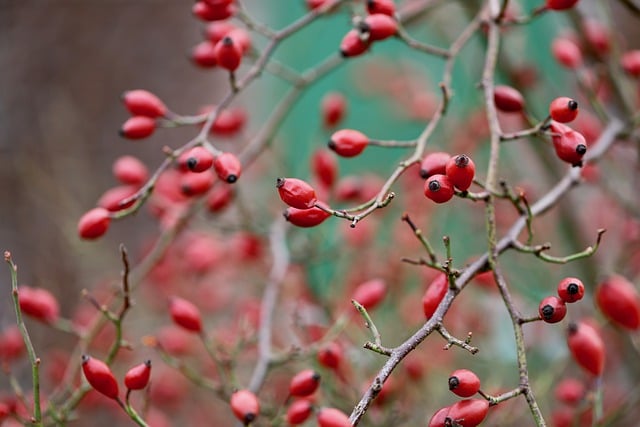 Free download rosehips dog rose aggregate fruits free picture to be edited with GIMP free online image editor