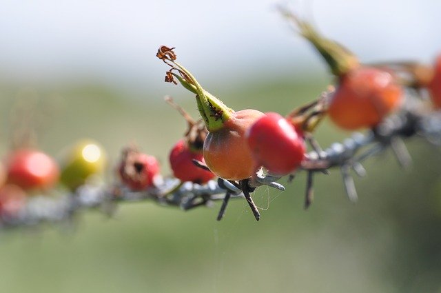 Free download Rose Hip Series -  free photo or picture to be edited with GIMP online image editor