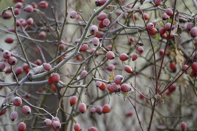 ດາວໂຫຼດຟຣີ rosehips frost fruit ຫມາກໄມ້ສີແດງຮູບຟຣີທີ່ຈະແກ້ໄຂດ້ວຍ GIMP ບັນນາທິການຮູບພາບອອນໄລນ໌ຟຣີ