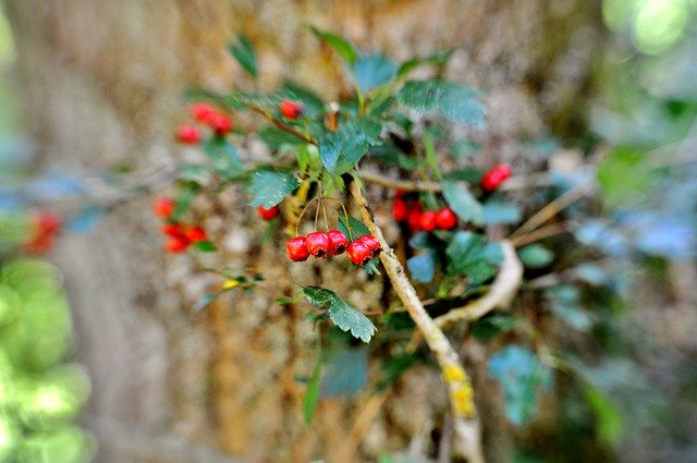 Free download Rosehips Fruits Nature -  free photo or picture to be edited with GIMP online image editor