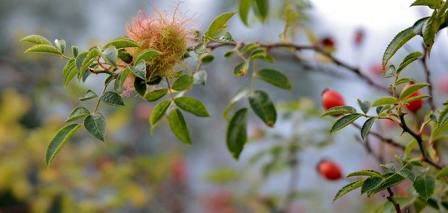 Free download Rosehips Leaves Nature -  free photo or picture to be edited with GIMP online image editor