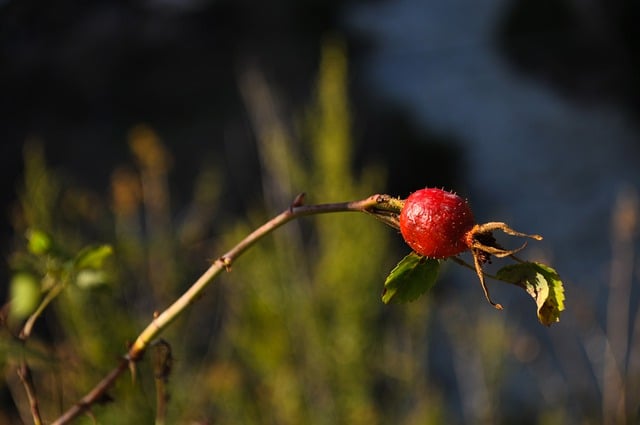 Free download rose hips mountain rose hips berries free picture to be edited with GIMP free online image editor
