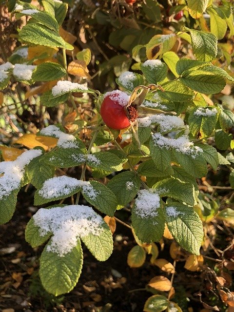 Muat turun percuma Rose Hip Snow - foto atau gambar percuma untuk diedit dengan editor imej dalam talian GIMP