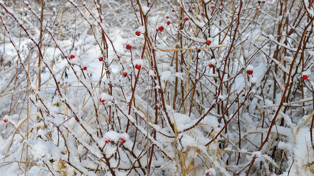 Free download rose hips plant snow winter fruits free picture to be edited with GIMP free online image editor