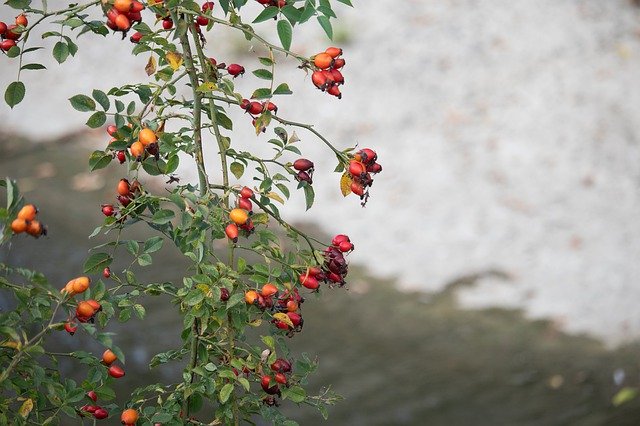 Gratis download Rosehips Red Nature - gratis foto of afbeelding om te bewerken met GIMP online afbeeldingseditor