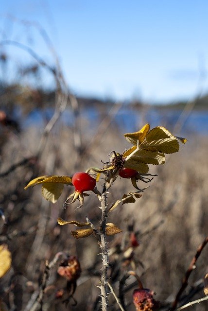 Download gratuito Rose Hips Wild Nature - foto o immagine gratis da modificare con l'editor di immagini online di GIMP