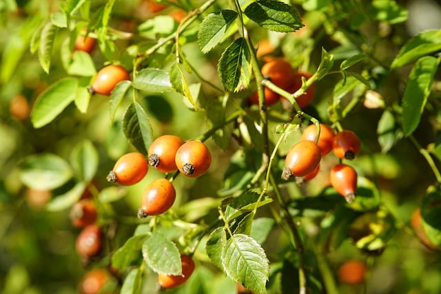 Free download rose hips wild roses autumn fruit free picture to be edited with GIMP free online image editor