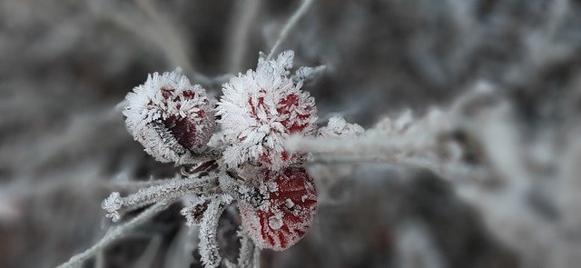 Free download rose hips winter frost ice crystals free picture to be edited with GIMP free online image editor