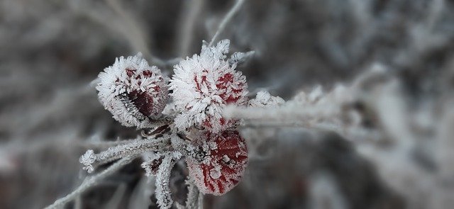 Muat turun percuma gambar percuma kristal ais beku musim sejuk rose hips untuk diedit dengan editor imej dalam talian percuma GIMP