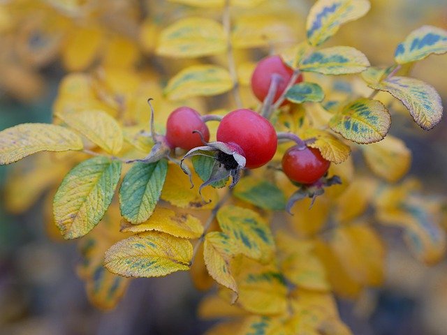 Free download Rose Hip Wild Red -  free free photo or picture to be edited with GIMP online image editor