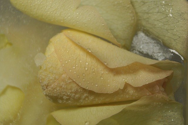 Free download Rose Ice Winter -  free photo or picture to be edited with GIMP online image editor