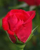 Free download Rose free photo or picture to be edited with GIMP online image editor