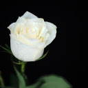 Rose in the night  screen for extension Chrome web store in OffiDocs Chromium