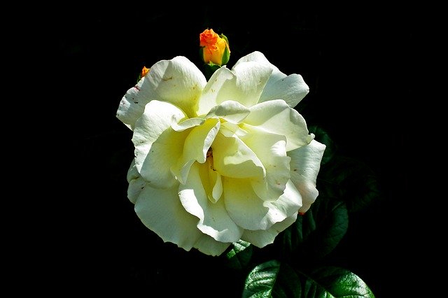 הורדה חינם Rose Light Flower - תמונה או תמונה בחינם לעריכה עם עורך התמונות המקוון GIMP