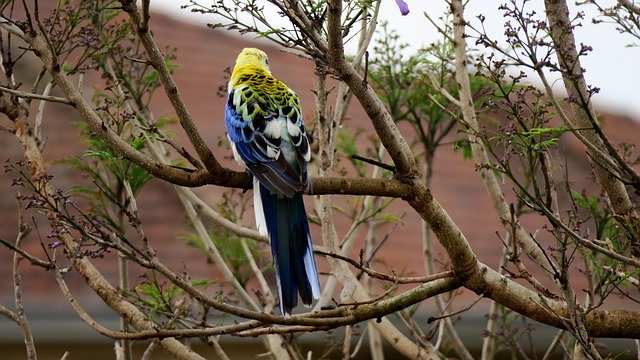 ดาวน์โหลดฟรี Rosella Bird - ภาพถ่ายหรือรูปภาพฟรีที่จะแก้ไขด้วยโปรแกรมแก้ไขรูปภาพออนไลน์ GIMP